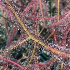 Attēlu rezultāti vaicājumam “Diderma roanense stalked”