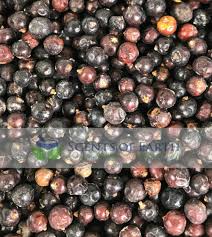 Attēlu rezultāti vaicājumam “Juniperus communis fruit”