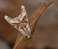 Attēlu rezultāti vaicājumam “Phlogophora meticulosa”