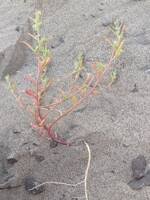 Attēlu rezultāti vaicājumam “Corispermum hyssopifolium”