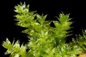 Attēlu rezultāti vaicājumam “Plagiothecium nemorale”