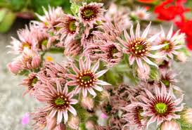 Image result for echtes Hauswurz