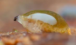 Attēlu rezultāti vaicājumam “Phronia sp. larva”