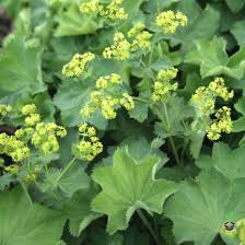 Image result for Alchemilla mollis