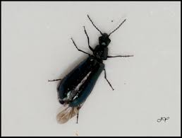 Attēlu rezultāti vaicājumam “Dasytes caeruleus”