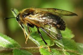 Attēlu rezultāti vaicājumam “Trichiosoma”