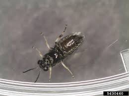 Attēlu rezultāti vaicājumam “Caliroa annulipes”