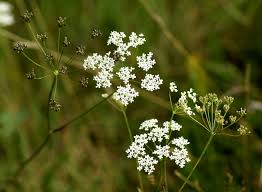 Image result for Pimpinella saxifraga