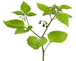 Attēlu rezultāti vaicājumam “Solanum nigrum leaf”