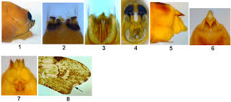 Attēlu rezultāti vaicājumam “Glyphotaelius pellucidus”