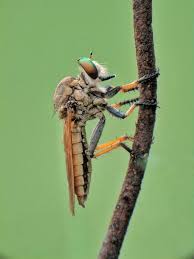 Attēlu rezultāti vaicājumam “Asilidae”