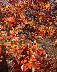 Attēlu rezultāti vaicājumam “Crataegus persimilis”