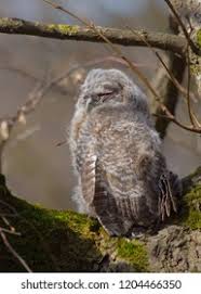 Attēlu rezultāti vaicājumam “Strix aluco juvenile”