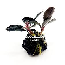 Risultati immagini per bucephalandra pinoh red stem