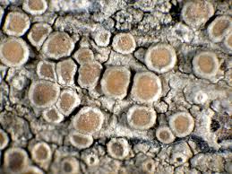 Attēlu rezultāti vaicājumam “Lecanora carpinea”