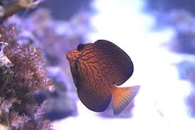 Image result for Ctenochaetus hawaiiensis