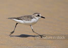 Image result for Charadrius mongolus