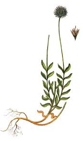 Attēlu rezultāti vaicājumam “Jasione montana”