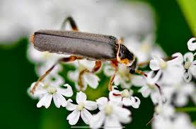 Attēlu rezultāti vaicājumam “Cantharis nigricans”