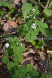 Attēlu rezultāti vaicājumam “Isopyrum thalictroides fruit”