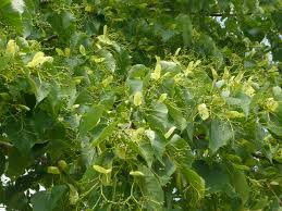 Attēlu rezultāti vaicājumam “Tilia amurensis”