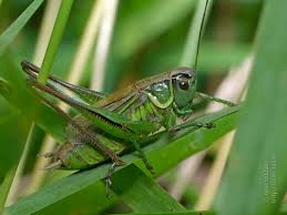 Attēlu rezultāti vaicājumam “Metrioptera brachyptera”