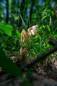Attēlu rezultāti vaicājumam “Monotropa hypopitys fruit”