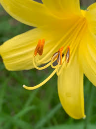 Attēlu rezultāti vaicājumam “Hemerocallis lilioasphodelus”