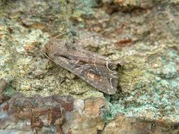 Attēlu rezultāti vaicājumam “Lacanobia suasa”