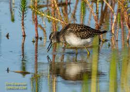 Attēlu rezultāti vaicājumam “Tringa glareola adult”