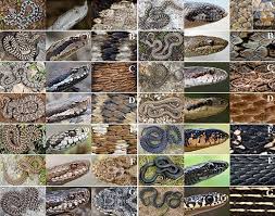 Attēlu rezultāti vaicājumam “Serpentes”