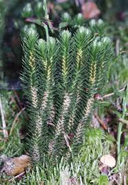 Attēlu rezultāti vaicājumam “Huperzia selago”