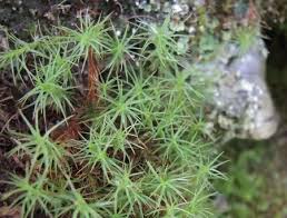 Attēlu rezultāti vaicājumam “Polytrichastrum pallidisetum”