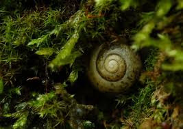 Attēlu rezultāti vaicājumam “Fruticola fruticum”