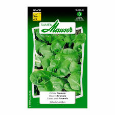 Image result for Zichorie