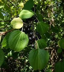 Attēlu rezultāti vaicājumam “Rhamnus cathartica fruit”