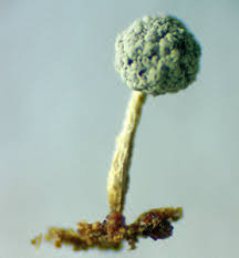 Attēlu rezultāti vaicājumam “Physarum pseudoalexandrowiczii”