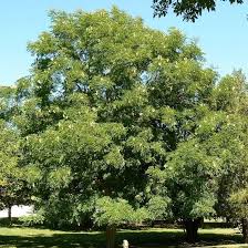 Attēlu rezultāti vaicājumam “Gymnocladus dioicus flower”