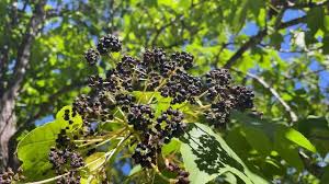 Attēlu rezultāti vaicājumam “Kalopanax septemlobus fruit”