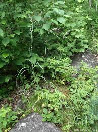 Attēlu rezultāti vaicājumam “Cinna latifolia”