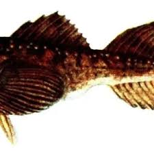 Image result for Myoxocephalus quadricornis