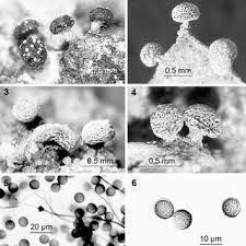 Attēlu rezultāti vaicājumam “Didymium megalosporum macro”