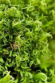 Attēlu rezultāti vaicājumam “Dicranum montanum sporophyte”