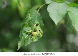 Attēlu rezultāti vaicājumam “Tetraneura ulmi”