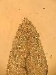 Attēlu rezultāti vaicājumam “Thamnobryum subserratum”