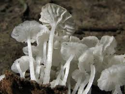 Attēlu rezultāti vaicājumam “Delicatula integrella”