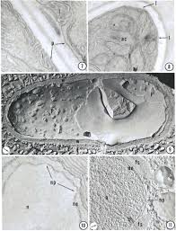 Attēlu rezultāti vaicājumam “Batrachospermum moniliforme”