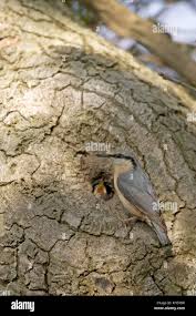 Attēlu rezultāti vaicājumam “Sitta europaea nest”