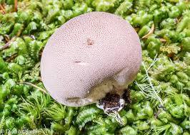 Attēlu rezultāti vaicājumam “Lycogala asperum”