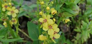 Attēlu rezultāti vaicājumam “Verbascum nigrum flower”